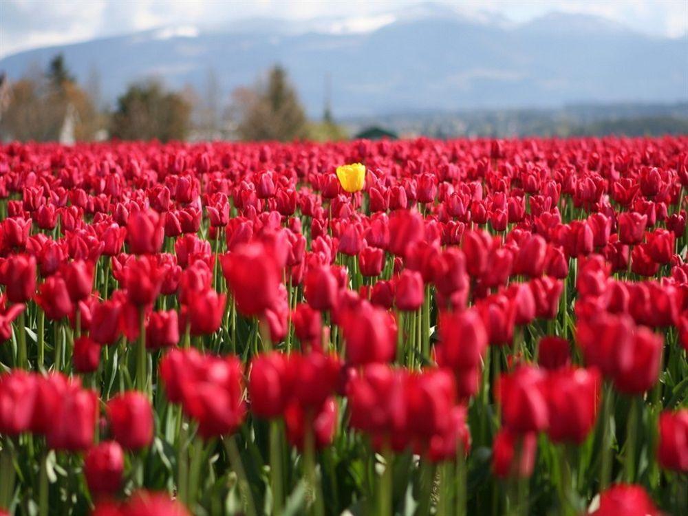 Red Tulip Hotel Анхелес Экстерьер фото